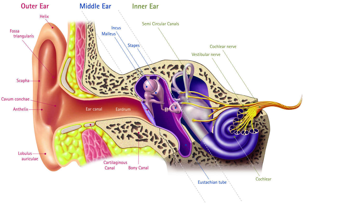 Anatomy of the ear showing the outer ear, ear canal, eardrum, middle-ear bones, cochlea and hearing nerve